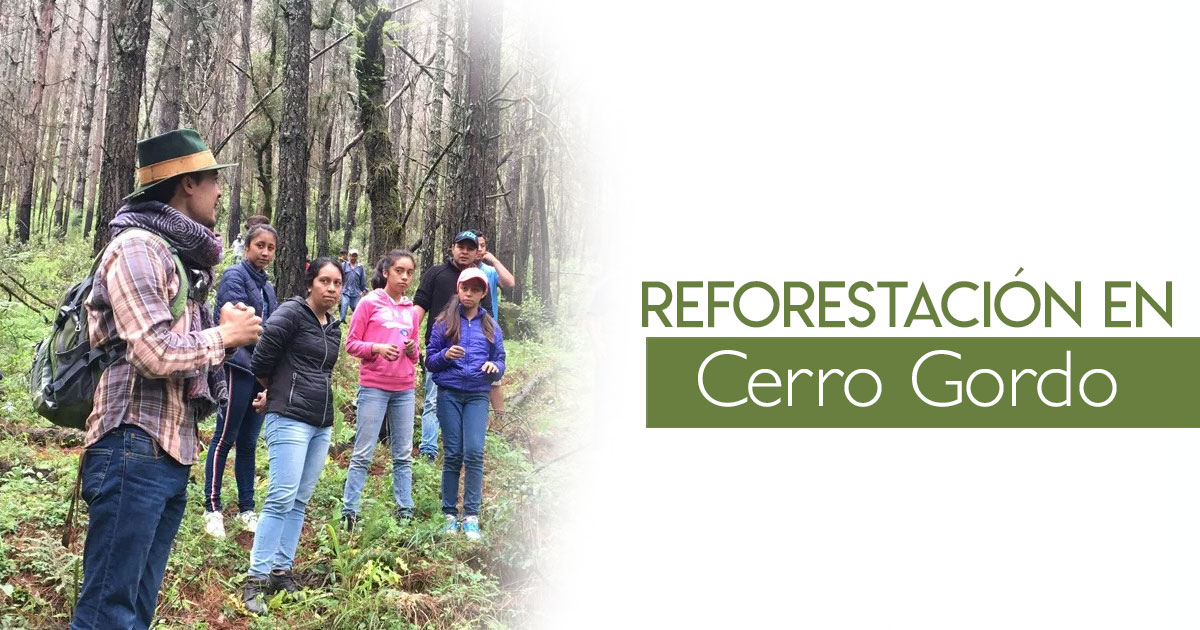 Reforestación en Cerro Gordo